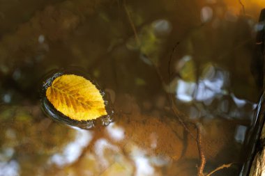 Su birikintisinde süzülen sonbahar yaprağı. Ormanda sonbahar.