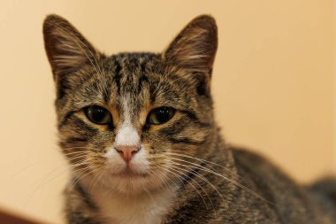 Şirin bir kediye yakın.