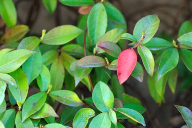 Doğada Yeşil Yapraklar