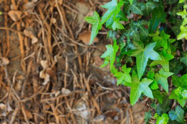 Duvar arka plan yapraklarda yeşil sarmaşık