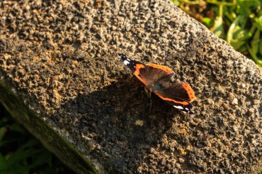 Taş duvardaki kelebek