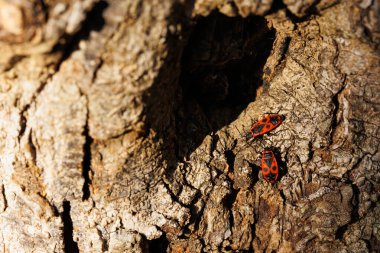 Kırmızı böcekler ağaç gövdesinde.