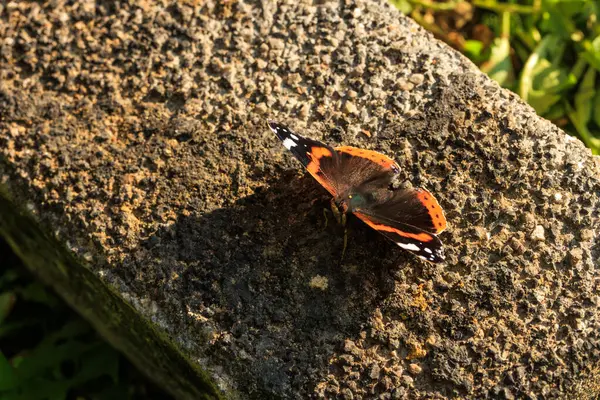 Taş duvardaki kelebek