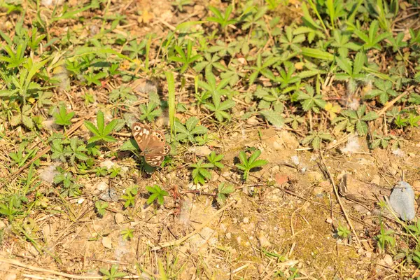 Yeşil ormandaki kahverengi ve beyaz kelebek