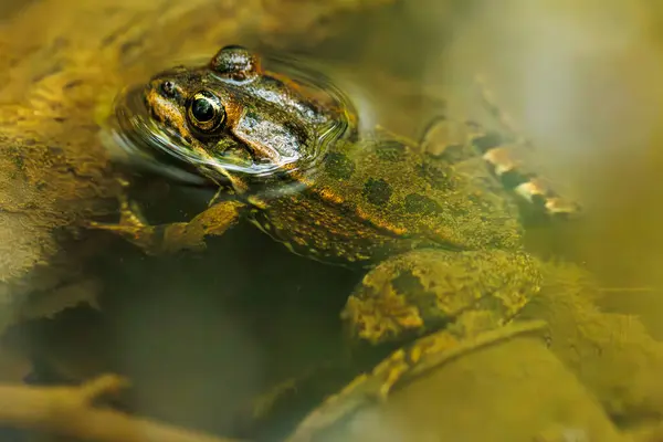 Bir kurbağaya yaklaş, su kurbağası