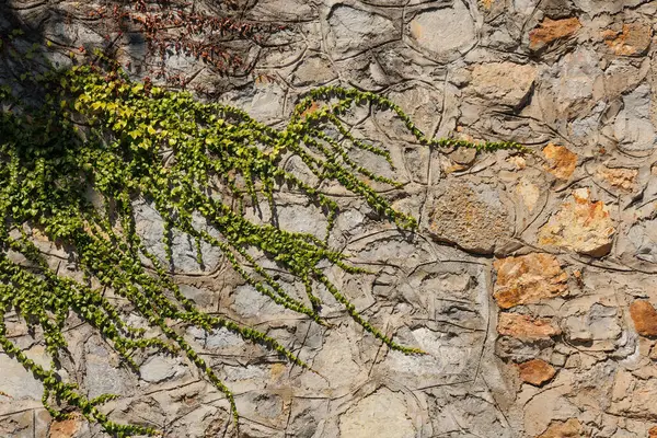 Sarmaşık duvarı. arkaplan