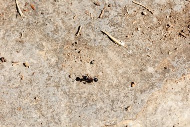 Yerde karınca, yerde karınca, makro yakın