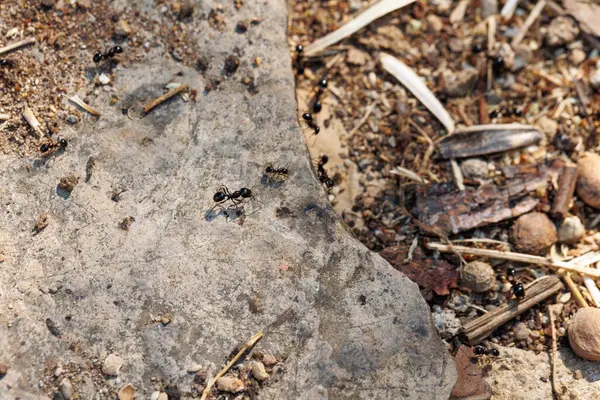 Yerdeki karıncaları kapatın.