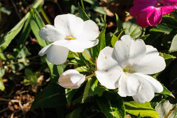 Bahçedeki güzel beyaz çiçekler