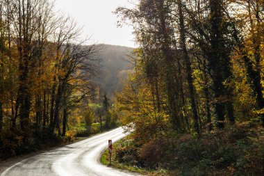 Sonbahar yolu dağlardaki ormanda.