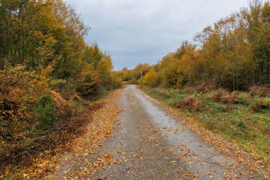 Ağaçlı, sarı yapraklı sonbahar ormanı yolu