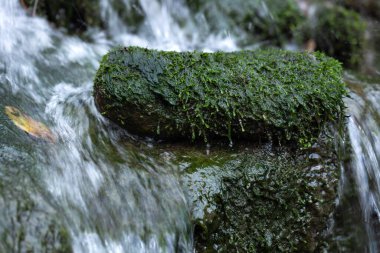 Parkta şelale ve yosunlu bir taş.