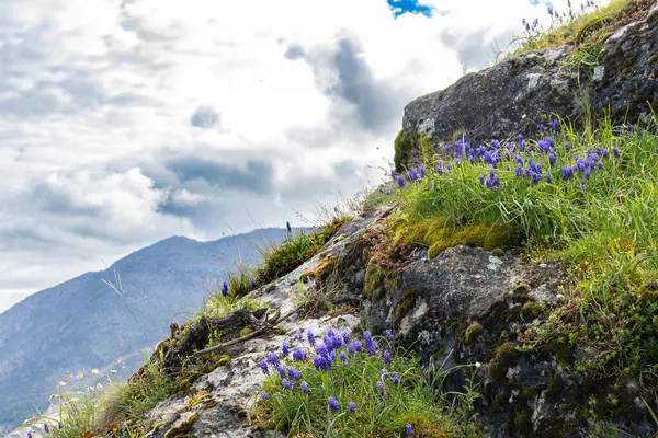 Dağlardaki güzel dağ çiçekleri