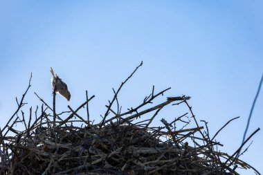 Ormandaki kuş yuvası