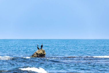 Karadeniz 'de bir kayanın üzerinde iki karabatak.