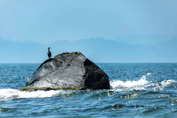 Karadeniz 'deki bir kayanın üzerinde karabatak.