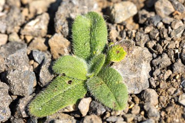 Bahçedeki yeşil bitki.