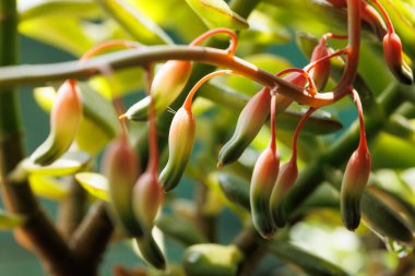 Yeşil santrali kapatın.