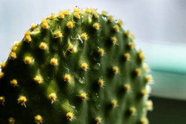 Kaktüs siyah bir zemin üzerine