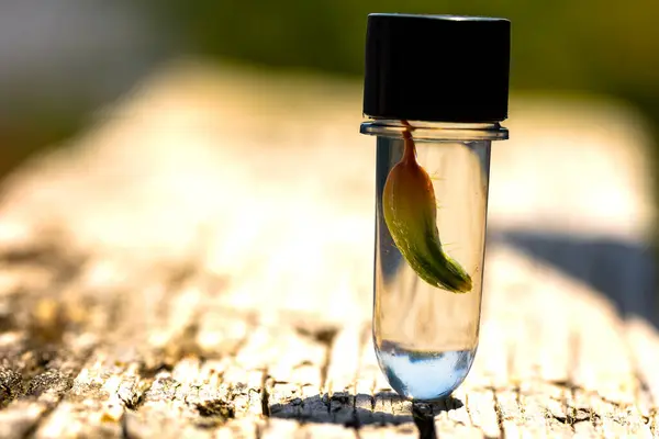 Cam şişe ve yaprak.