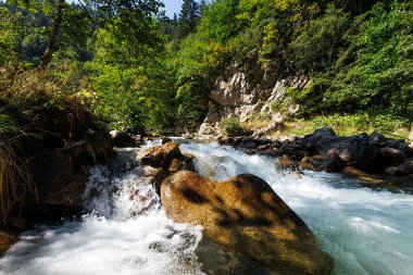 Ormandaki dağ nehri