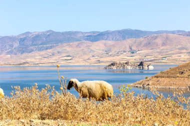 Gölün kenarında otlayan koyunlar.