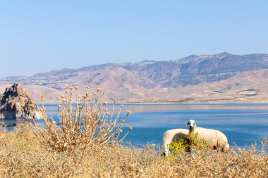Gölün yakınındaki dağlarda otlayan koyunlar.