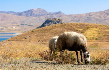 Dağlarda koyunların olduğu güzel bir manzara.
