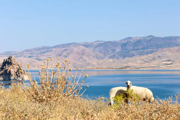 Gölün yakınındaki dağlarda otlayan koyunlar.