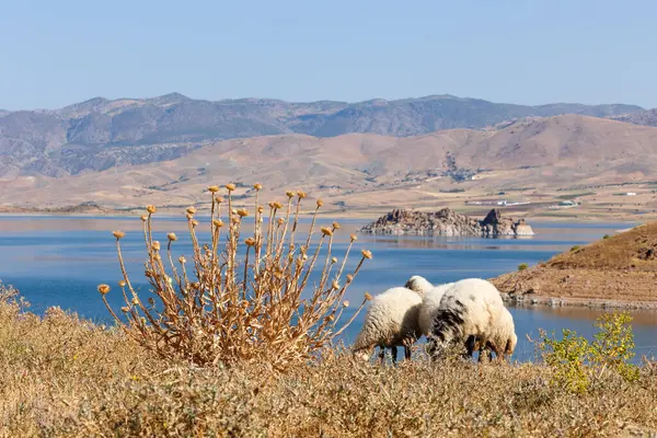 Dağlarda ve gemilerde gölü olan güzel bir manzara.