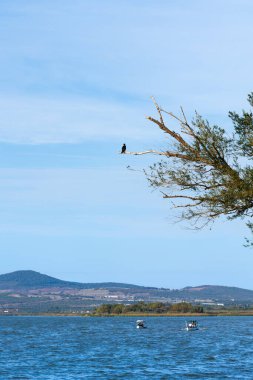 Gölde bir kuş manzarası