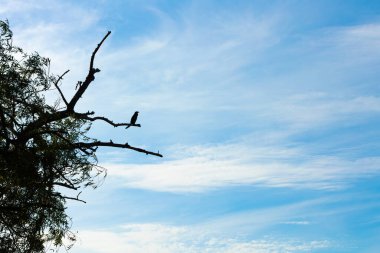 Kuru, ölü bir ağaçta bulutlu bir kuş..