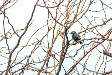 Starling kuşu ağaç dalında