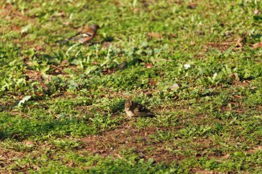 Şirin bir kuş serçesinin yakın plan fotoğrafı.