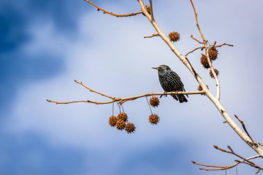 Güzel bir sığırcık kuşunun yakın plan çekimi.