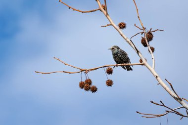 Güzel bir sığırcık kuşunun bir ağaç dalındaki yakın plan fotoğrafı.