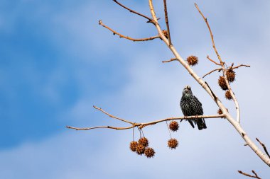 Güzel bir sığırcık kuşunun bir ağaç dalındaki yakın plan fotoğrafı.