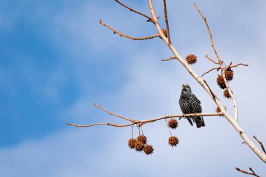Güzel bir sığırcık kuşunun bir ağaç dalındaki yakın plan fotoğrafı.