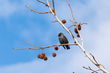 Güzel bir sığırcık kuşunun bir ağaç dalındaki yakın plan fotoğrafı.