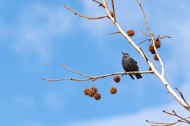 Güzel bir sığırcık kuşunun bir ağaç dalındaki yakın plan fotoğrafı.