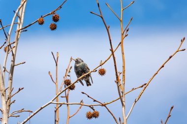 Bir ağacın dalında oturan sığırcık kuşu, doğa arka planı.