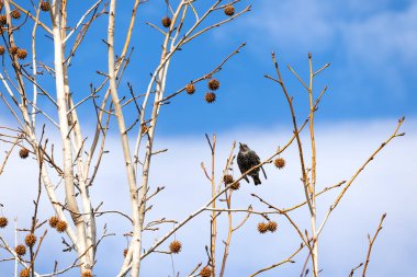 Parktaki bir sığırcık kuşu Dalların arasındaki bir uçak ağacında