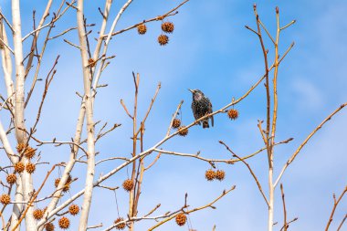 Bir uçak dalında sığırcık.