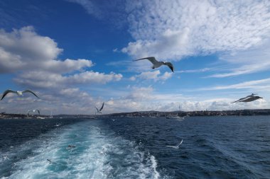 İstanbul 'da martılar havada yüzüyor.