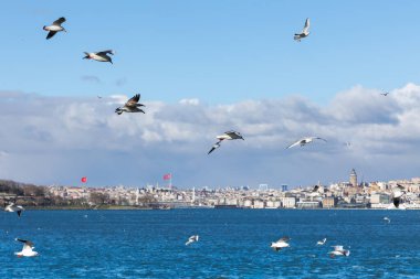 İstanbul, Hindi, Boğaz İstanbul ve martıların şehridir.