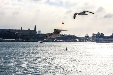 Martılar denizin üzerinde mavi gökyüzünde uçuyor.