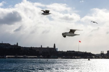 Marmara denizinde uçan martılar.