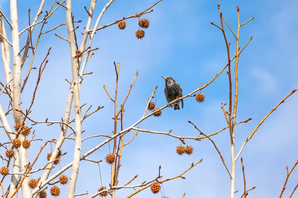 Bir uçak dalında sığırcık.