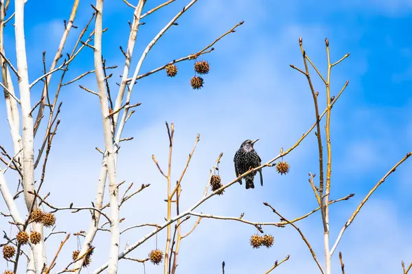 Bir sığırcık kuşu ağaç dalına tünemiş.