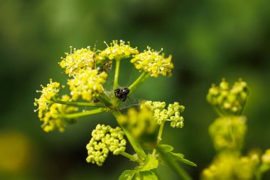 Bahçedeki güzel sarı çiçek ve ağıyla bir örümcek.